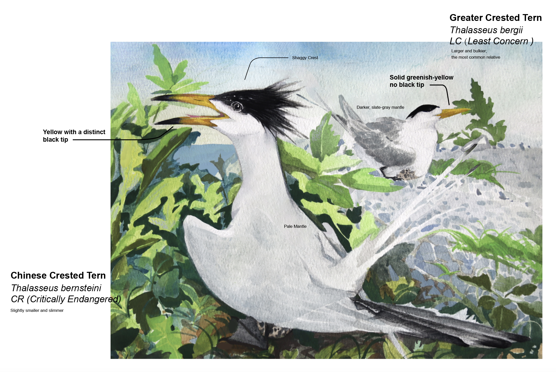 Scientific Illustration 2
